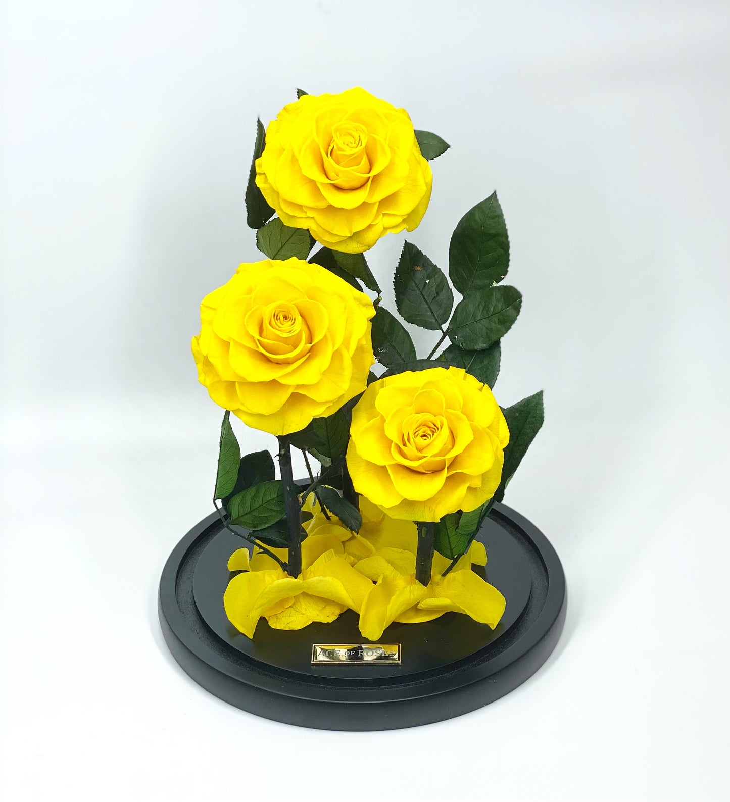 Glass Dome (3 Roses, Large)