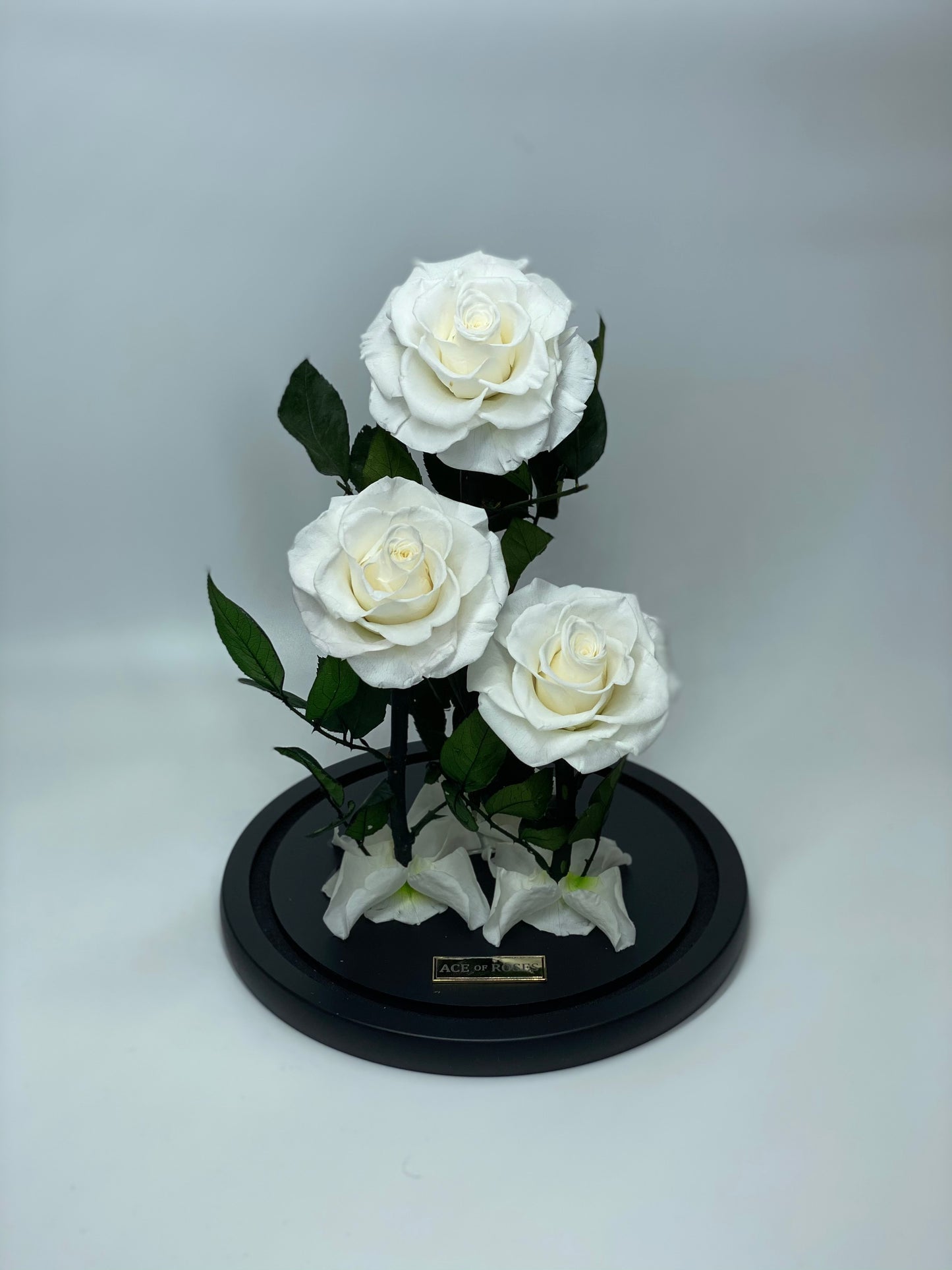 Glass Dome (3 Roses, Large)