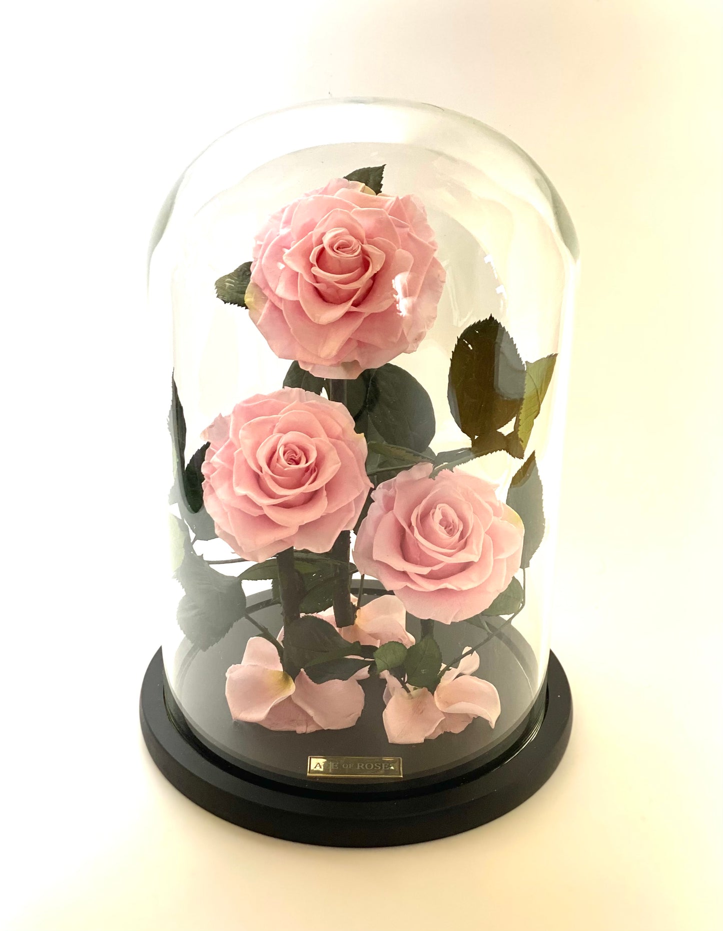 Glass Dome (3 Roses, Large)