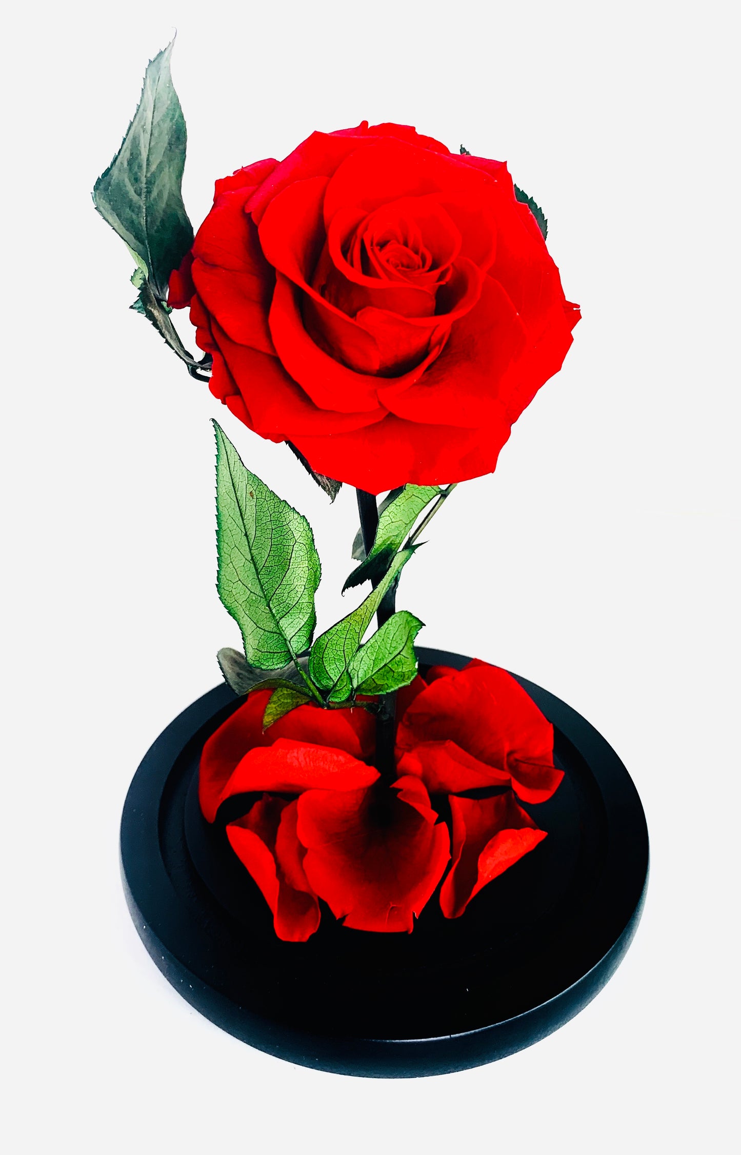 Glass Dome (Single Rose)