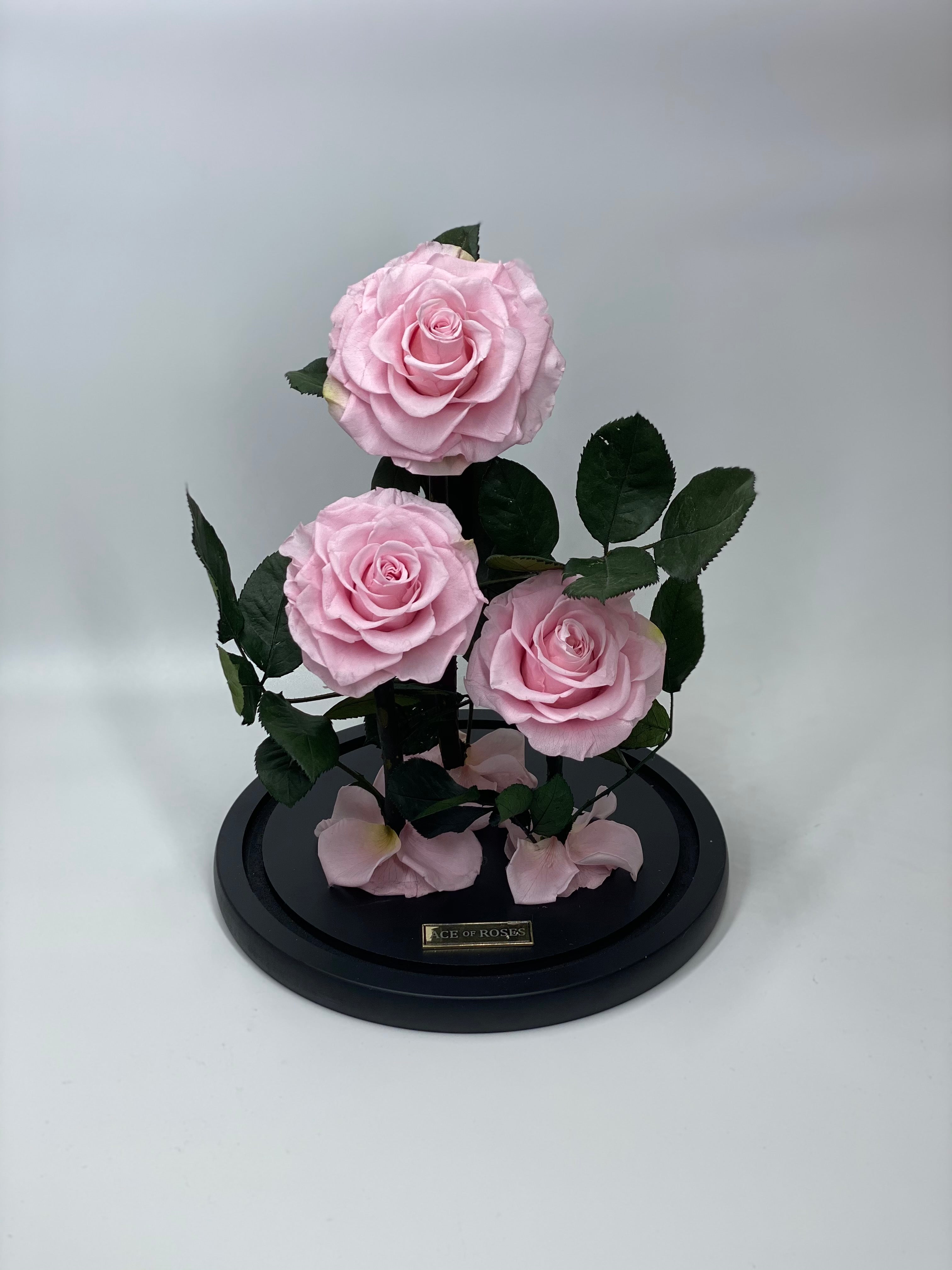 Glass Dome (3 Roses, Large)
