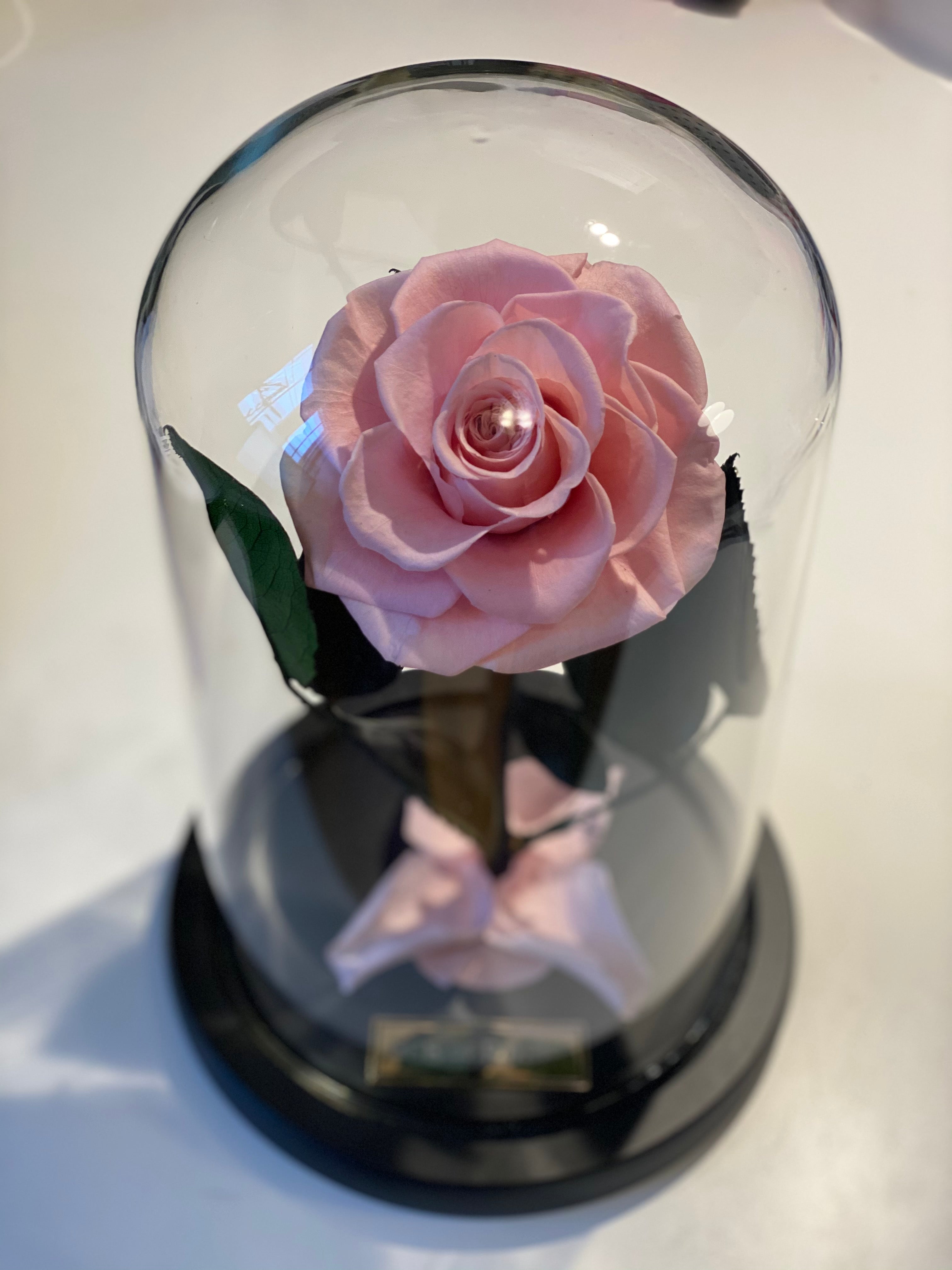 Glass Dome (Single Rose)