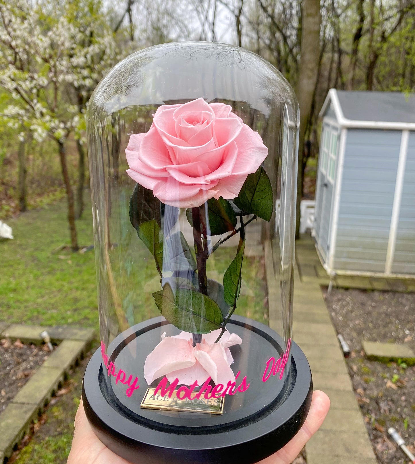 Glass Dome (Single Rose)